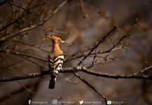 Pupëza, shpendi i rrallë verues fotografohet në Shqipëri