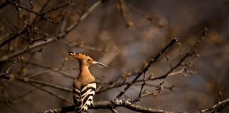 Pupëza, shpendi i rrallë verues fotografohet në Shqipëri