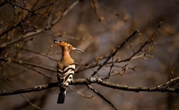 Pupëza, shpendi i rrallë verues fotografohet në Shqipëri