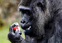 Fatou mbush 67 vjeçe!