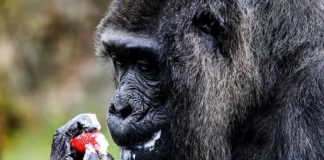 Fatou mbush 67 vjeçe!