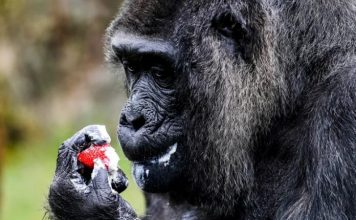 Fatou mbush 67 vjeçe!