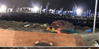 Sot është Dita Botërore e Gjallesave Ujore