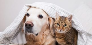 11 prilli, Dita Kombëtare e Kafshëve Shtëpiake