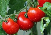 Tri Këshillat për Kujdesin e Bimës së Domates