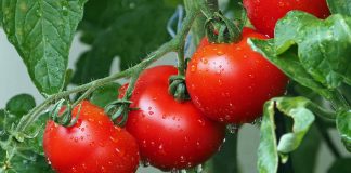Tri Këshillat për Kujdesin e Bimës së Domates