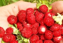 Dredhëzat e Maleve të Pukës – Frutat e Ëmbla Plot Shije të Zanave