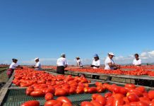 INSTAT: 74.6% e eksporteve shqiptare drejt tregjeve europiane