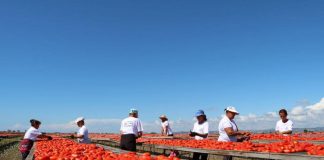 INSTAT: 74.6% e eksporteve shqiptare drejt tregjeve europiane