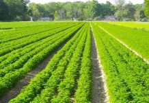 Qarku Korçë, mbi 7 mijë aplikime në Skemën Kombëtare të Mbështetjes në Bujqësi