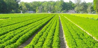 Qarku Korçë, mbi 7 mijë aplikime në Skemën Kombëtare të Mbështetjes në Bujqësi