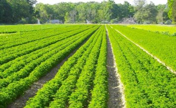 Qarku Korçë, mbi 7 mijë aplikime në Skemën Kombëtare të Mbështetjes në Bujqësi