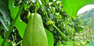 Kajota – Vlerat e Rralla të Perimes Dardhë