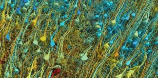 Harta e një milimetri kub të trurit të njeriut, një kompleksitet i paparë