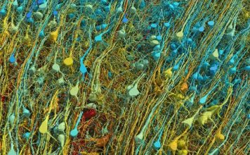 Harta e një milimetri kub të trurit të njeriut, një kompleksitet i paparë