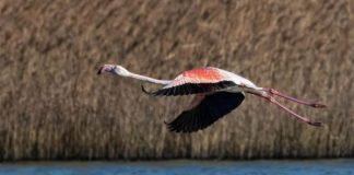 Dita Evropiane e Parqeve; Mbi 21% e territorit, zona të mbrojtura