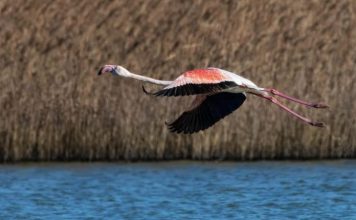 Dita Evropiane e Parqeve; Mbi 21% e territorit, zona të mbrojtura