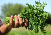 Majdanozi i Vendit – Vlerat e Forta Shëruese