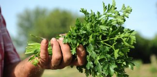 Majdanozi i Vendit – Vlerat e Forta Shëruese