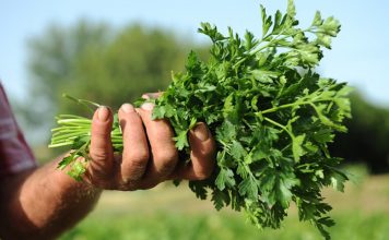 Majdanozi i Vendit – Vlerat e Forta Shëruese