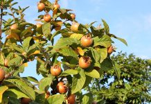 Efektet Shëndetësore të Muçmollave Shqiptare