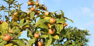 Efektet Shëndetësore të Muçmollave Shqiptare