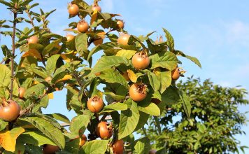 Efektet Shëndetësore të Muçmollave Shqiptare
