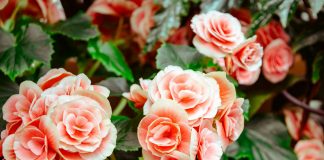 Çfarë bën uji i trëndafilit? Një vështrim në shkencë