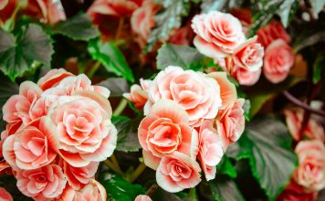 Çfarë bën uji i trëndafilit? Një vështrim në shkencë