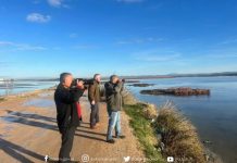 Nis censusi dimëror për popullatën e pelikanit kaçurrel