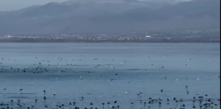 Një fluturim mbi liqenin e Shkodrës