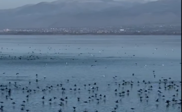 Një fluturim mbi liqenin e Shkodrës