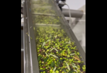 Konispol: Algeni kultivon ullinj në 3.5 ha tokë, për t’i kthyer në vaj cilësor “Made in Albania”