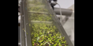 Konispol: Algeni kultivon ullinj në 3.5 ha tokë, për t’i kthyer në vaj cilësor “Made in Albania”