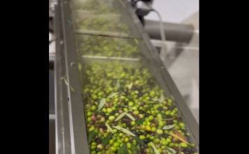 Konispol: Algeni kultivon ullinj në 3.5 ha tokë, për t’i kthyer në vaj cilësor “Made in Albania”