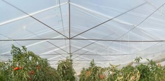 Eksportet bujqësore, rritje me 19% gjatë 10-mujorit