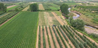 Fermerët, aplikim në e-Albania pa dokumente për çertifikatën e cilësisë për prodhimin e fidanëve