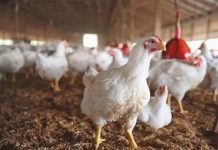 MBZHR: Nuk ka shfaqje të reja të gripit të shpendëve, aktiviteti tregtar i rikthehet normalitetit