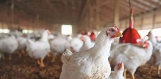 MBZHR: Nuk ka shfaqje të reja të gripit të shpendëve, aktiviteti tregtar i rikthehet normalitetit