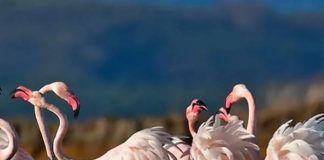 Zvërneci i magjishëm plot shpend dhe ngjyra!