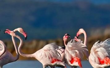 Zvërneci i magjishëm plot shpend dhe ngjyra!