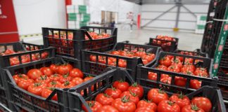 Eksportet bujqësore rritje gjatë tetorit, arrijnë mbi 31.3 mijë tonë