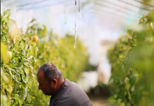 Fier/ Fermeri Bilbil Marra