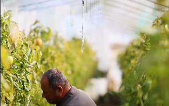 Fier/ Fermeri Bilbil Marra