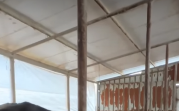 Albano, mjeku veteriner i ri