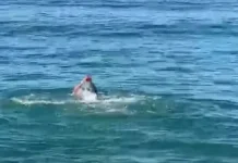 Në Vlorë bëhet not edhe në janar!