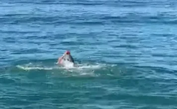 Në Vlorë bëhet not edhe në janar!