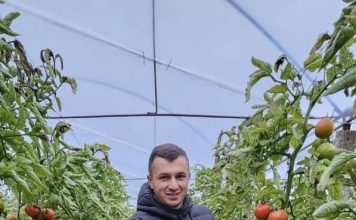 Roskovec | Gentian Selamaj prej rreth 7 vitesh kultivon me përkushtim domate