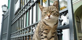 ”Të çmendur” pas maceve, ja vendet ku turistët kënaqen me to