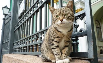”Të çmendur” pas maceve, ja vendet ku turistët kënaqen me to